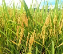 Zʳa(chn)I(y)(bo)桿Ї(gu)룺ʮ塻Zʳa(chn)I(y)ΰȫcЧĻʯZʳa(chn)I(y)(bo)-ʮ(zhn)Ҏ(gu)-(zhn)Ҏ(gu)